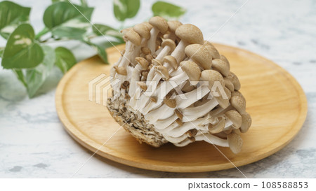 Bunashimeji 108588853