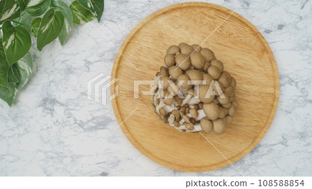 Bunashimeji 108588854