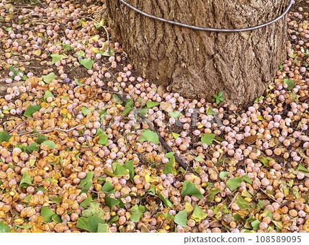 Ginkgo fruit that fell to the root Ginkgo fruit that fell to the root 108589095