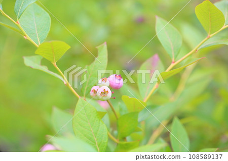 藍莓水果遺產 108589137