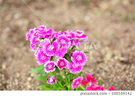 石竹花 石竹花 108589142