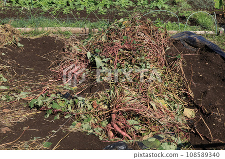 Vines piled up after harvesting sweet potatoes Vines piled up after harvesting sweet potatoes 108589340