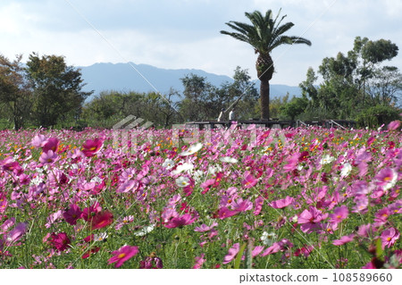 鳳凰、山脈與宇宙田野 108589660