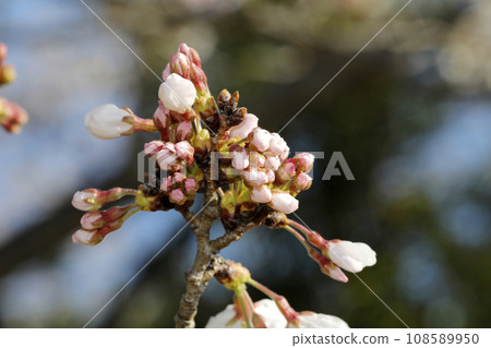 Flowering of Yoshino cherry tree 108589950