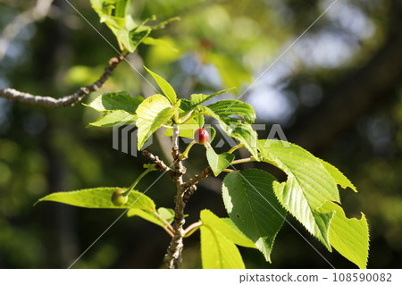 Someiyoshino fruit Someiyoshino fruit 108590082