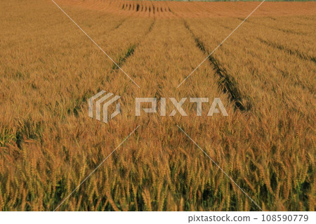 Wheat field shining golden color Wheat field shining golden color 108590779