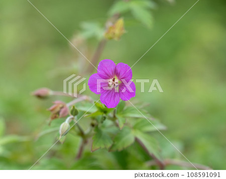 Gennoshoko 藥用植物 108591091