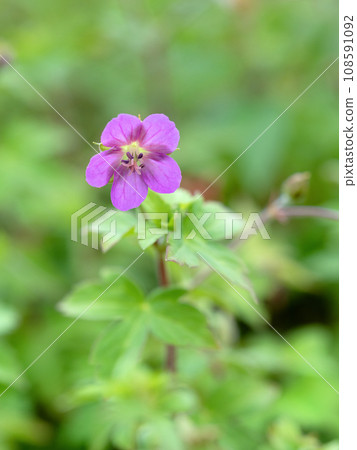 Gennoshoko 藥用植物 Gennoshoko 藥用植物 108591092