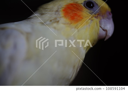太陽鳥 太陽鳥 108591104