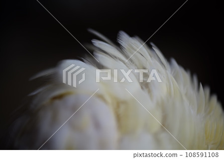 太陽鳥 太陽鳥 108591108
