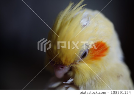 太陽鳥 太陽鳥 108591134