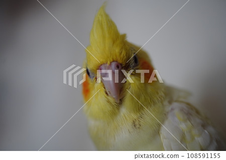 太陽鳥 太陽鳥 108591155
