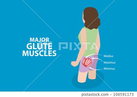 3D Isometric Flat Vector Illustration of Major Glute Muscles 108591173