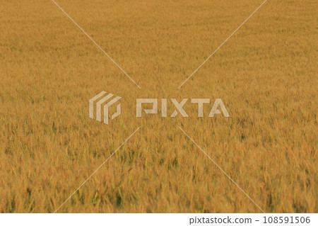 golden wheat field golden wheat field 108591506