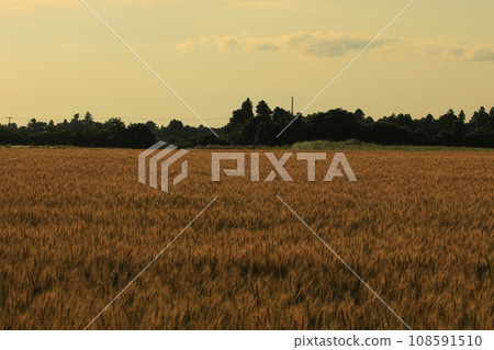 golden wheat field golden wheat field 108591510