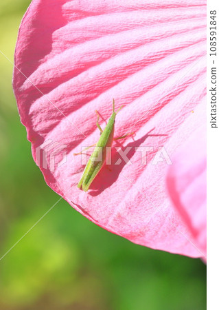 A grasshopper perched on a large-flowered American grasshopper 108591848