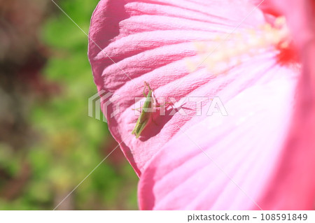 A grasshopper perched on a large-flowered American grasshopper 108591849