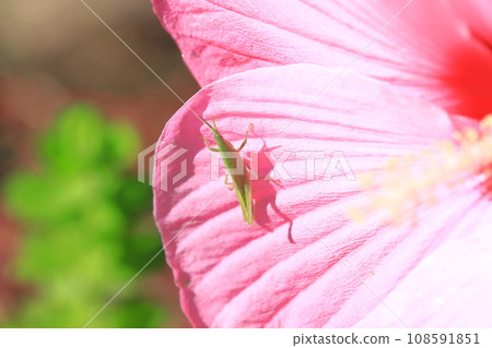 A grasshopper perched on a large-flowered American grasshopper 108591851