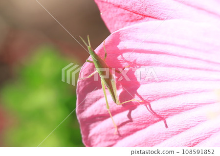 A grasshopper perched on a large-flowered American grasshopper A grasshopper perched on a large-flowered American grasshopper 108591852