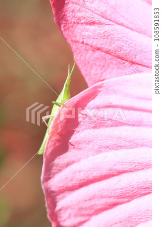 A grasshopper perched on a large-flowered American grasshopper 108591853