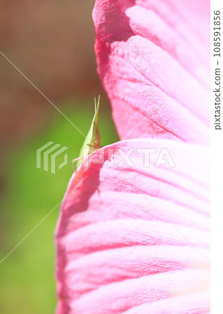 A grasshopper perched on a large-flowered American grasshopper A grasshopper perched on a large-flowered American grasshopper 108591856