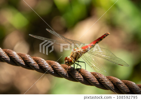 Akiakane停在繩子上 108592795