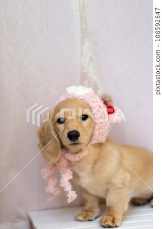 Kaninhen Dachshund, a puppy dressed as the zodiac dragon Kaninhen Dachshund, a puppy dressed as the zodiac dragon 108592847
