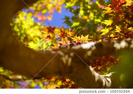 Autumn leaves of Kyoto · Jurori Temple Autumn leaves of Kyoto · Jurori Temple 108592894