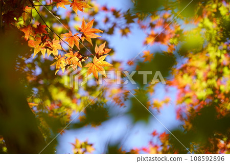 Autumn leaves of Kyoto · Jurori Temple Autumn leaves of Kyoto · Jurori Temple 108592896