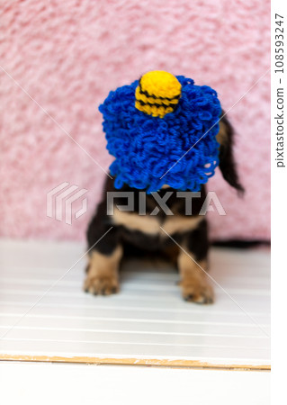 Dachshund Setsubun cosplaying as a demon headgear Dachshund Setsubun cosplaying as a demon headgear 108593247