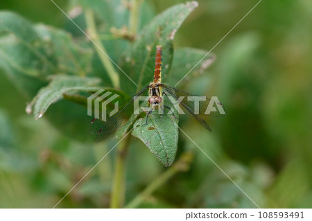 棲息在樹葉上的紅冠夜總會 ♀ 108593491