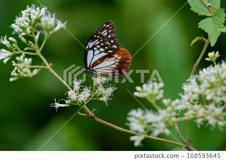 Honey-sucking butterfly of the traveling butterfly Nymphalidae 108593645