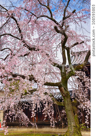 Weeping cherry blossoms at Myokakuji Temple (Kamigyo Ward, Kyoto City) 108593803