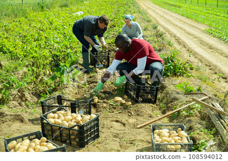 Farmer team picking potatoes 108594012