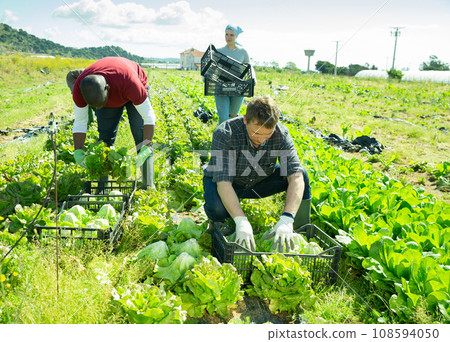 Group of gardeners picking fresh cabbage in sunny garden Group of gardeners picking fresh cabbage in sunny garden 108594050