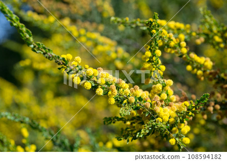 Kangaroo acacia flowers 108594182