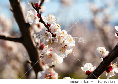 Beautiful blooming apricot trees in spring garden Beautiful blooming apricot trees in spring garden 108594185