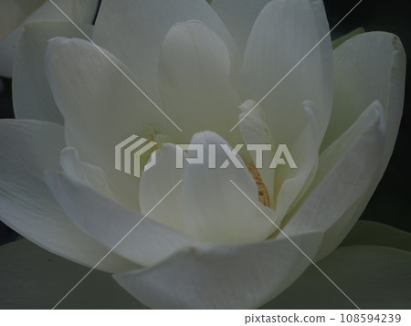White Lotus Flower 108594239