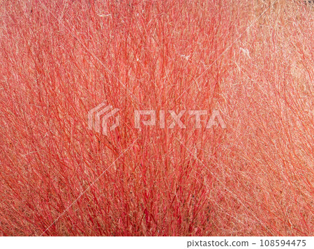 Autumn scenery of kochia leaves turning red Autumn scenery of kochia leaves turning red 108594475