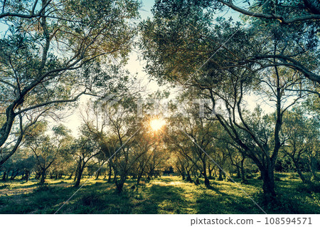 橄欖園的早晨 橄欖園的早晨 108594571