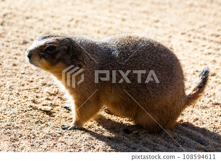 Black tailed prairie dog eating grass Black tailed prairie dog eating grass 108594611