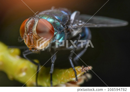Super Macro Photo of Blow fly, carrion fly, bluebottles or cluster fly, on green trees branch background. Animal wildlife concept. 108594782