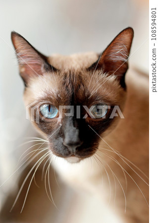 Headshot closeup Siamese Cat with blue eyes on white background. Thai ancient cat concept. Headshot closeup Siamese Cat with blue eyes on white background. Thai ancient cat concept. 108594801
