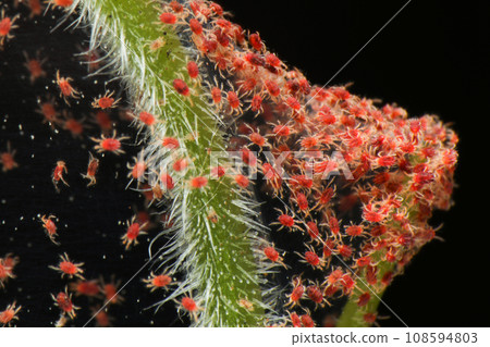 Super macro photo closeup of group of Red Spider Mite infestation on vegetable. Insect concept. Super macro photo closeup of group of Red Spider Mite infestation on vegetable. Insect concept. 108594803