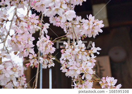 妙覺寺的垂枝櫻花（京都市上京區） 108595108