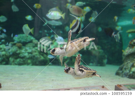 海龜在水族館裡游泳 海龜在水族館裡游泳 108595159