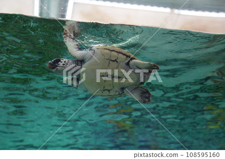 海龜在水族館裡游泳 108595160