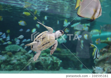 海龜在水族館裡游泳 108595161