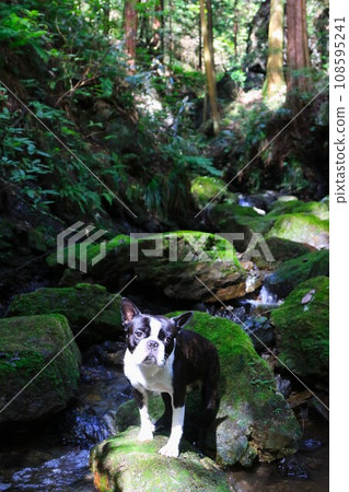 Mighty, a Boston terrier, looks cute at the rocky area downstream of Shishigataki, a tourist spot in Moroyama Town ♡ 108595241