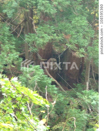 Kurobe Gorge where you can fully enjoy the great outdoors by trolley train Kurobe Gorge where you can fully enjoy the great outdoors by trolley train 108595360